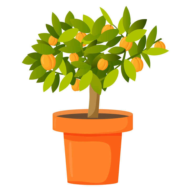 Как вырастить абрикос из косточки: в закрытом и открытом грунте