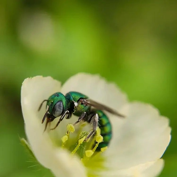 Финалист в номинации «Фото на смартфон» | Источник: Antaryami Das / Royal Entomological Society 2024 Photography Competition