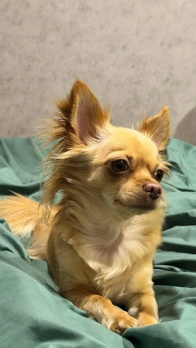 Питомица испугалась петард | Источник: «Сообщество Академгородка | Новосибирск»/ Vk.com