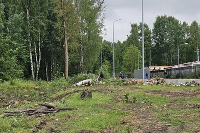 Деревья вырубают у западной границы парка Сосновка под строительство улицы