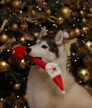 Под елку и лапу: Triol расширил новогоднюю коллекцию для собак и кошек