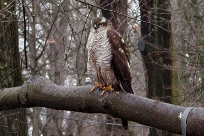 Ястреб-перепелятник зимует в Петербурге вместо Европы