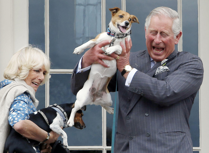 Собаки принца Чарльза и Камиллы Паркер-Боулз