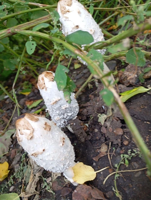 На вид не особо съедобные | Источник: Читатель NGS24.RU 