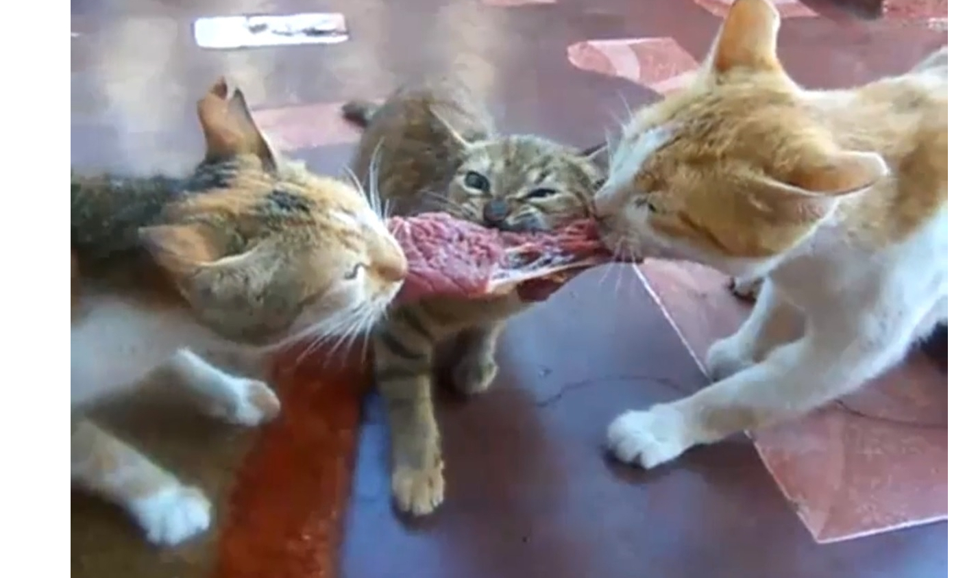 Двое котов дерутся за кусок мяса, а съедает его третий (видео) | MAXIM