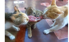Двое котов дерутся за кусок мяса, а съедает его третий (видео)