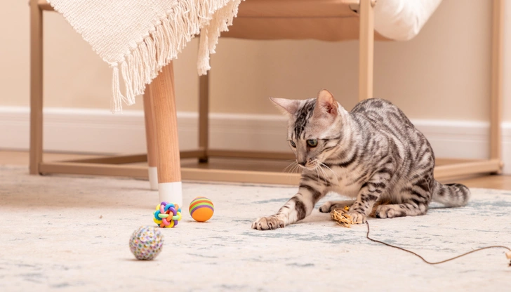 Не всегда новая игрушка увлекает питомца с первых секунд | Источник: Пресс-служба Triol