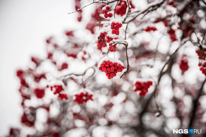Снег будет идти почти весь месяц | Источник: Александр Ощепков / NGS.RU