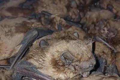 Volgograd Rescues Entire Colony of Wild but Cute Nocturnal Predators