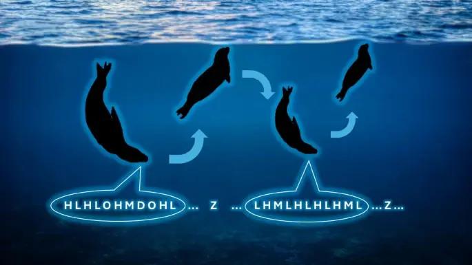 Иллюстрация процесса «пения» самца морского леопарда. Животное ныряет на глубину, воспроизводит последовательность звуков и всплывает, чтобы набрать воздуха, после чего цикл повторяется | Источник: Lucinda E. H. Chambers et al. / Scientific Reports