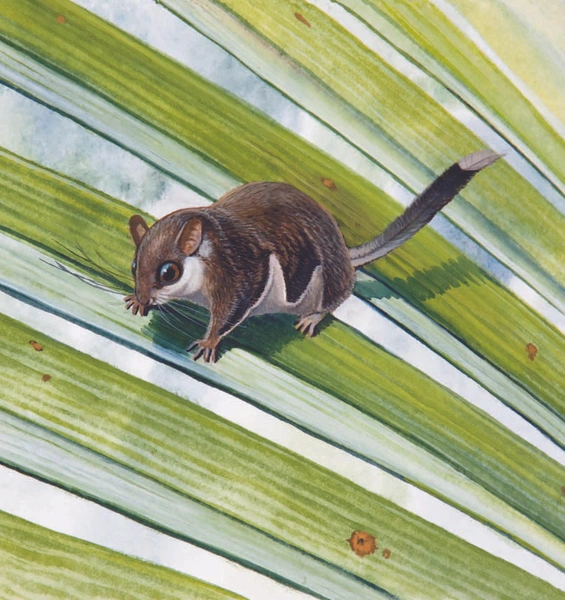 Источник: Gliding Mammals