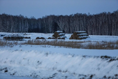 Farmer Assesses Crop Risk from Abnormal Frosts in Omsk Region