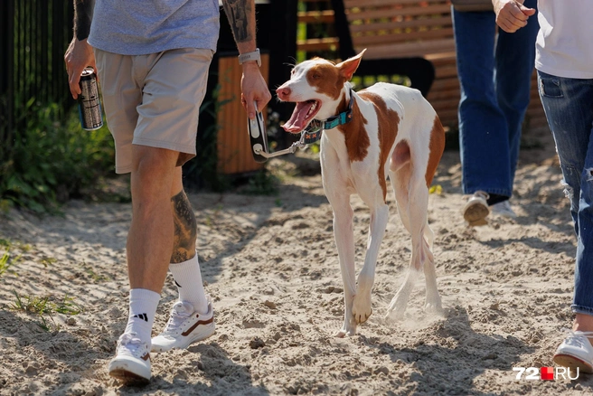 И точно никого не оставят равнодушными. Теперь вы знаете, что это за «инопланетяне» такие | Источник: Ирина Шарова / 72.RU 