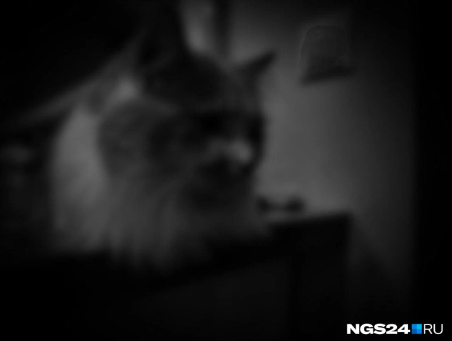 Таким Сергей видит своего кота Досика | Источник: Алексей Тайганавт / NGS24.RU