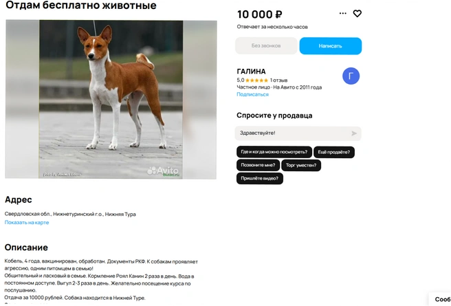 Это самый дорогой бесплатный пес, который прячется за чужой фотографией | Источник: Avito
