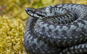Можно ли отличить ядовитую змею от неядовитой и как это сделать?