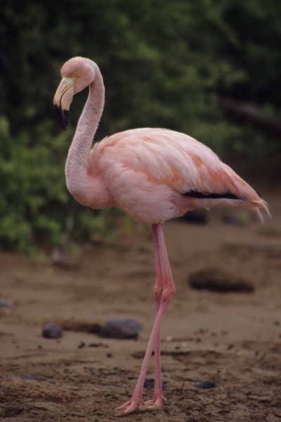 Розовый фламинго фото
