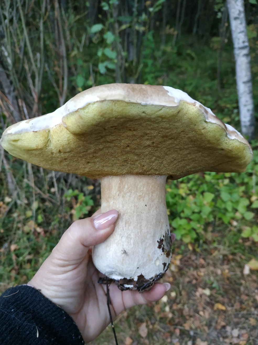 Находка вести 640 граммов | Источник: Светлана Рзаева, Грибы Ярославской области / Vk.com