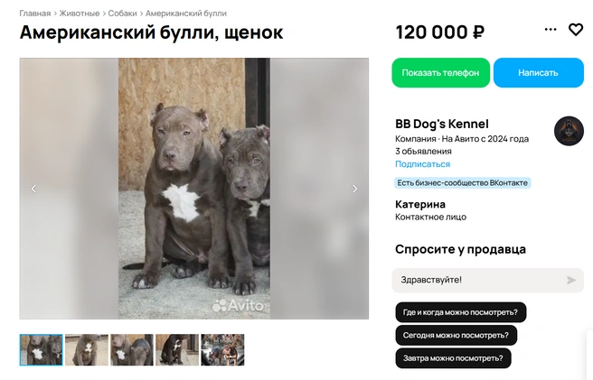 Юные американские булли | Источник: Avito.ru