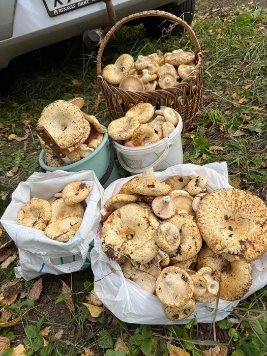 «Пара дней в родных краях — плодотворная во всех смыслах», — написала автор фото | Источник: читатель 63.RU