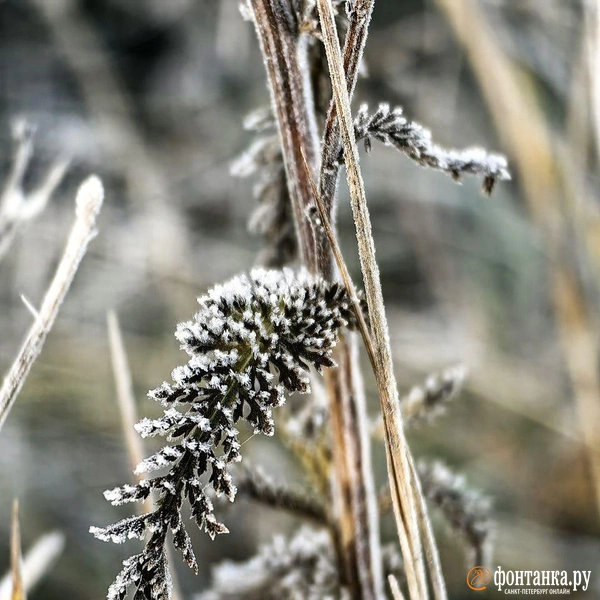 Источник: Ксения Потеева / «Фонтанка.ру»