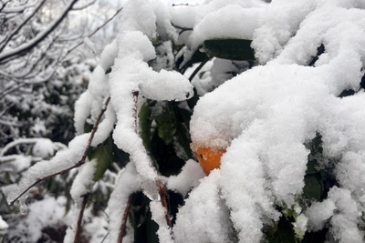 Сочинцев ждут морозные ночи и потепление