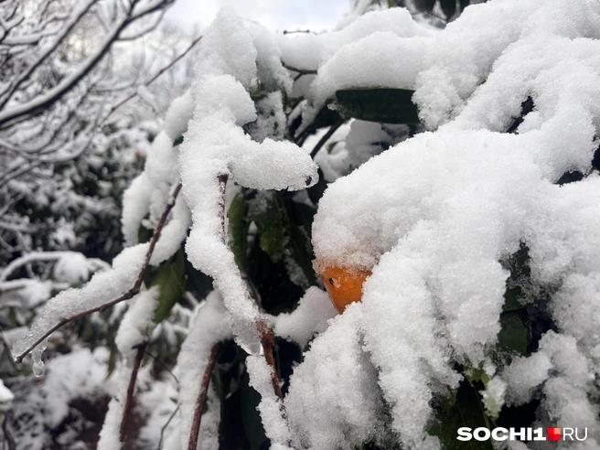 Снег в Сочи мокрый и тяжелый  | Источник: Анна Грицевич / SOCHI1.RU