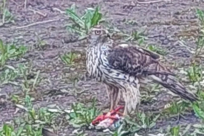 В Петербурге ястреб-тетеревятник устроил переполох среди птиц