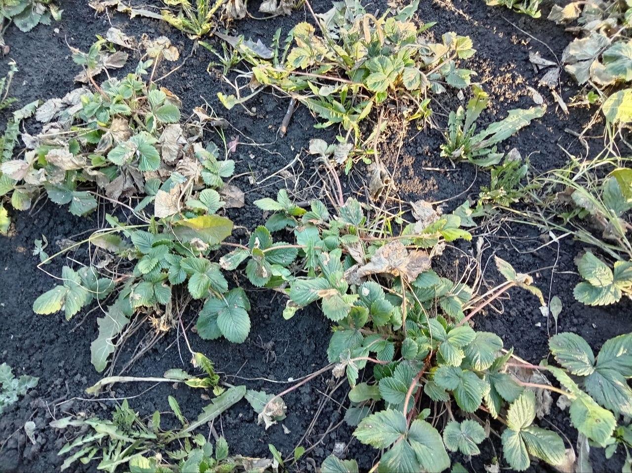 Клубника зацветет, как сумасшедшая, а озимый чеснок с луком убегут в рост — какие подкормки сыпать, пока земля холодная