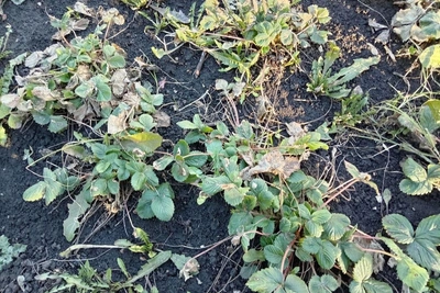 Весенние подкормки для клубники, чеснока и лука