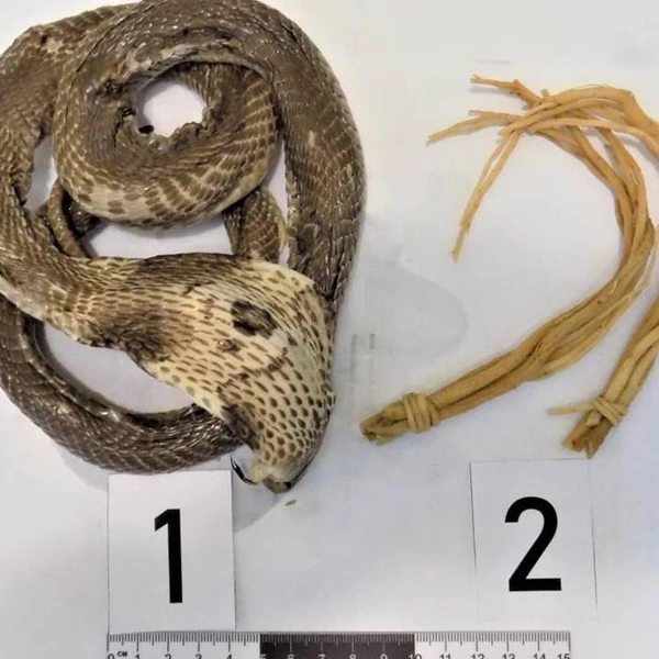 В багаже россиянки, прилетевшей из Вьетнама, нашли «змеиное вино». Что это такое