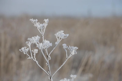 Подштанники пока не убираем: прогноз морозов в Воронеже