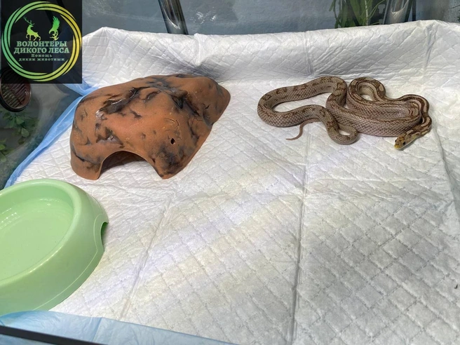 Это стационар «Терра лаб» Оксаны Бохиной | Источник: Волонтеры «Дикого Леса» / Telegram