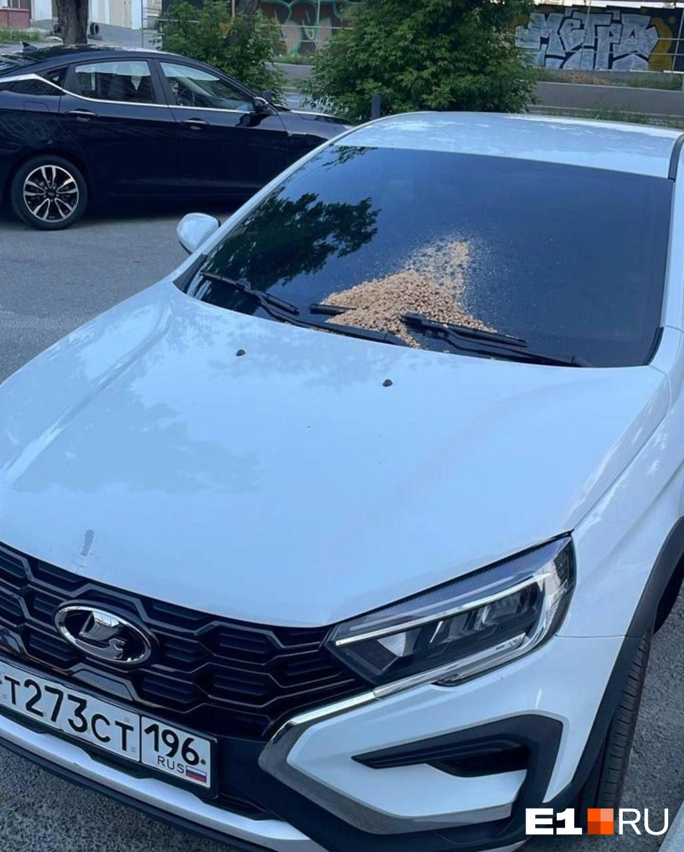 На Lada вывалили кошачий лоток | Источник: читатель E1.RU