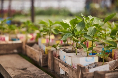 Plan for gardeners in Arkhangelsk Region: when to plant seedlings in 2026