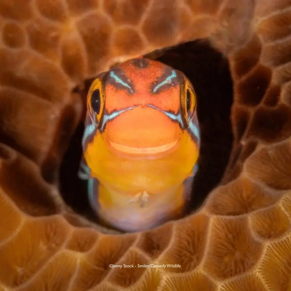 Источник: Nikon Comedy Wildlife Awards