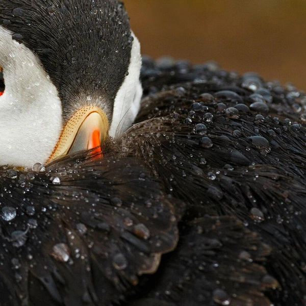 Третье место в номинации «Внимание к деталям» | Источник: Mario Suarez Porras / Bird Photographer of the Year 2018