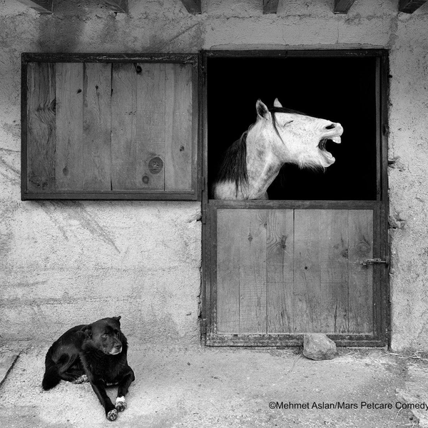 Источник: Comedy Pet Photography Awards