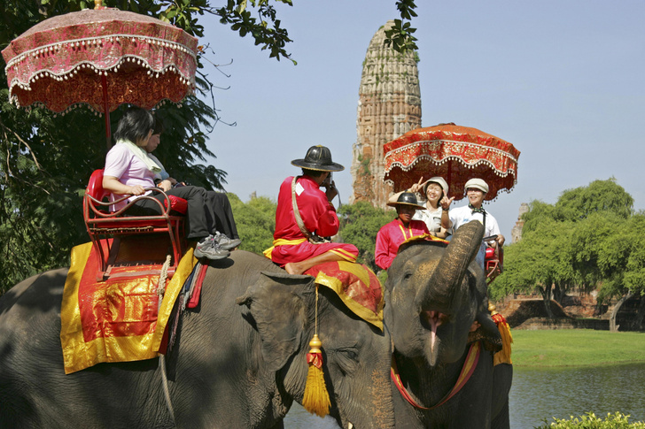 Ход слоном: чего не хватает для счастья священным животным Таиланда