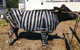 Японцы нарисовали коровам белые полоски для защиты от жалящих насекомых. И это сработало!