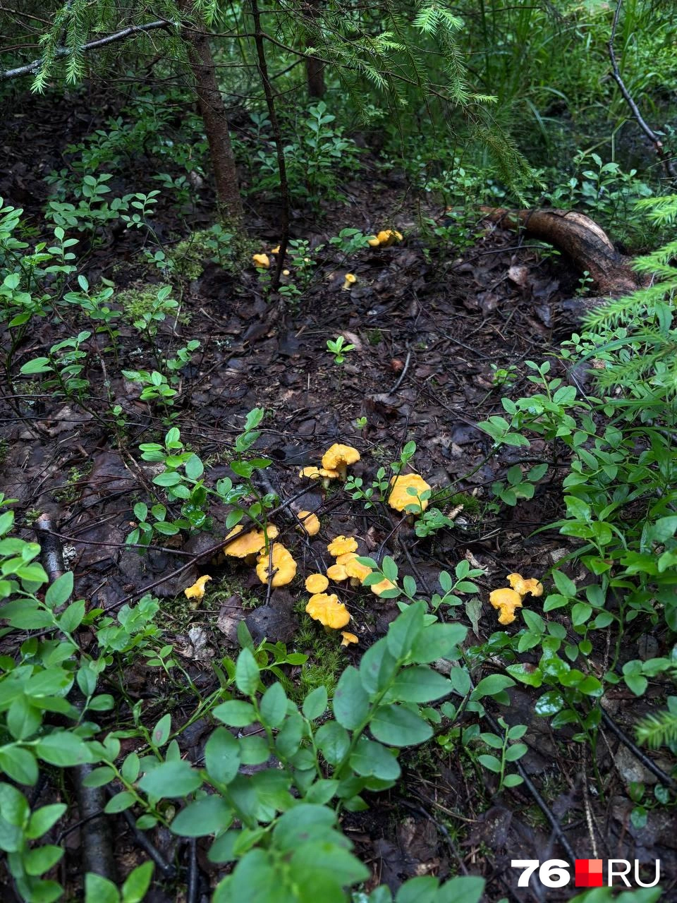 А вы уже ходили в лес в этом году? | Источник: читатель 76.RU