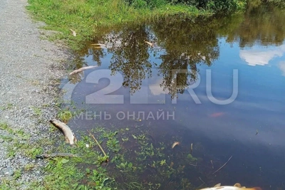 Названа причина массовой гибели рыбы в Тюмени