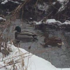 На территории Кемеровской области — Кузбасса не прогнозируются опасные и неблагоприятные метеорологические явления | Источник: www.city-n.ru