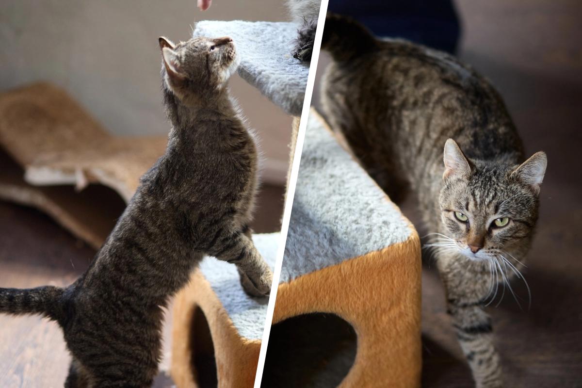 В Перми ищут дом коту с боевым характером — из-за драк с другими котами он сидит в клетке