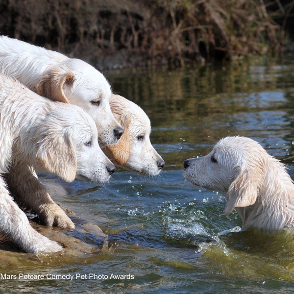 Источник: Comedy Pet Photography Awards