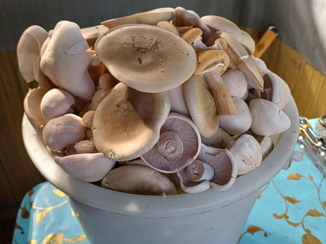 Охотиться за этими грибами можно в Одинцовском, Коломенском районах. | Источник: Светлана Райкова / Грибы в Подмосковье 2025 / VK.com