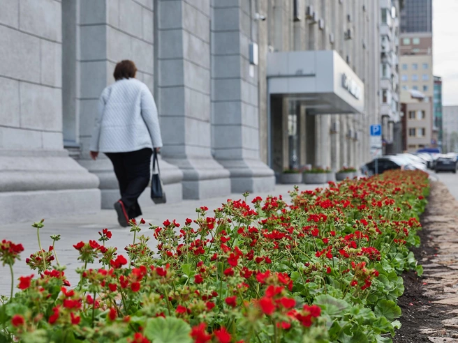 На городских клумбах распустились первые цветы | Источник: Александр Ощепков / NGS.RU