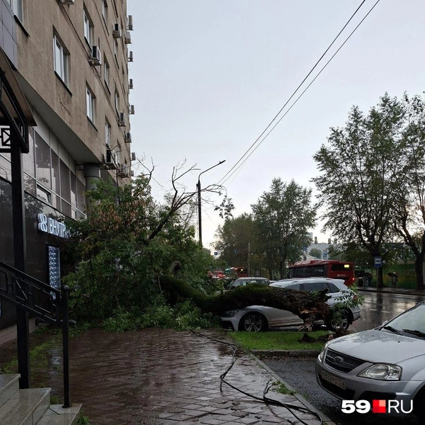Судя по всему, дерево оборвало провода | Источник: Читательница 59.RU