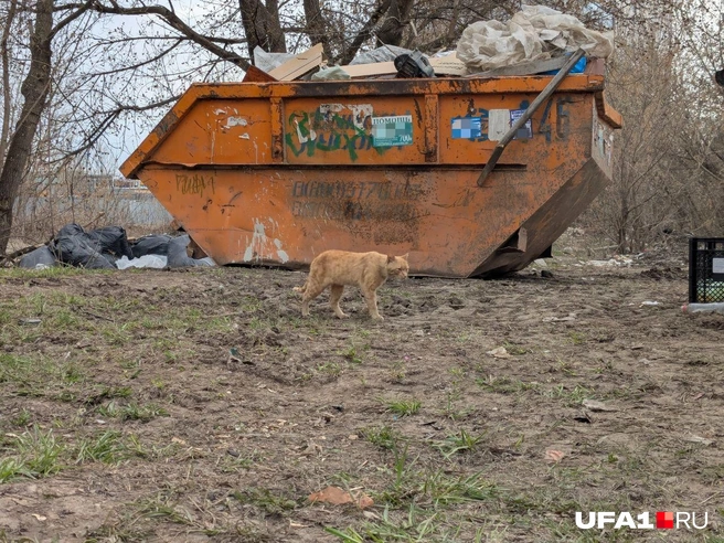 Коту точно нужна помощь | Источник: Булат Салихов / UFA1.RU