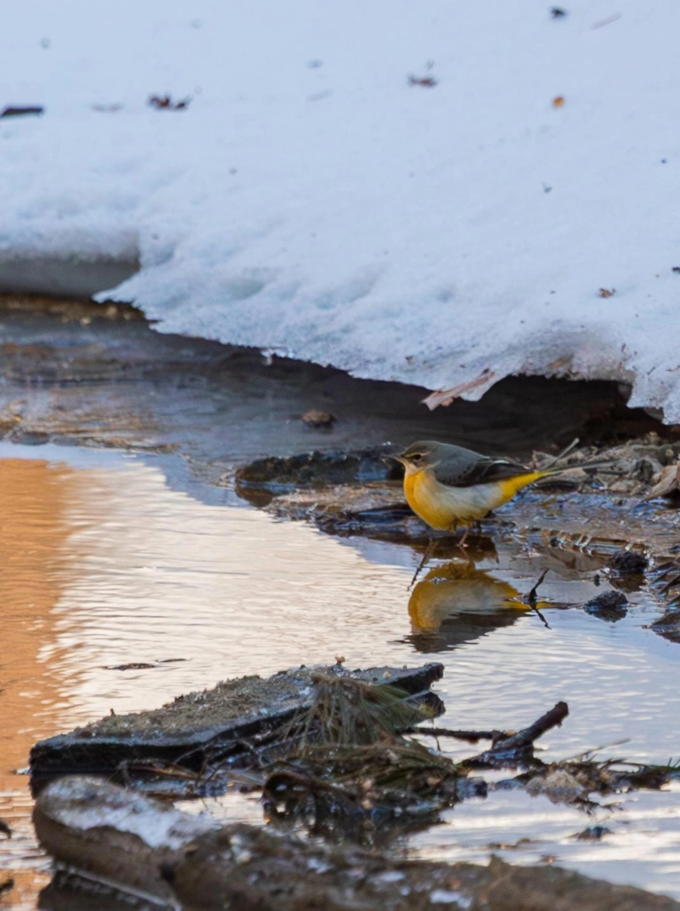 На снимке горная трясогузка | Источник: Анна Борисова